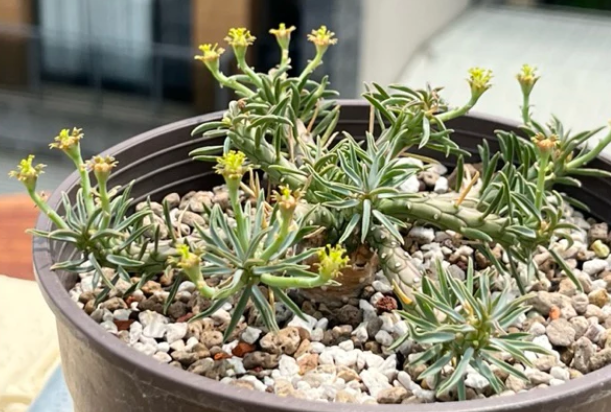 Euphorbia maleolens 5 Pieces Seeds