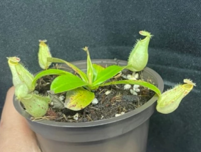 Nepenthes x hookeriana 5 Pieces Seeds