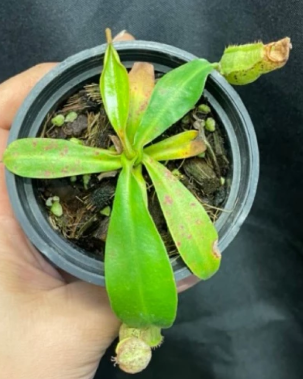 Nepenthes 'Dyeriana' 5 Pieces Seeds