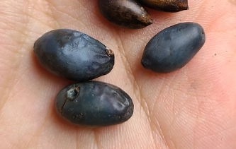 Phoebe Zhennan 6 Pieces Seeds