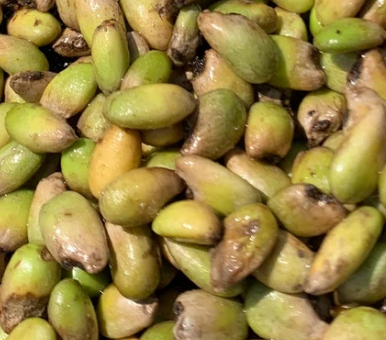 Monstera Obliqua 5 Pieces Seeds