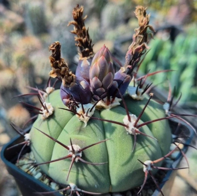 Gymnocalycium cabreraense 10 Pieces Seeds