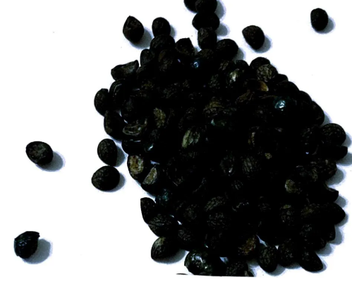 Clerodendrum wallichii 5 Pieces Seeds
