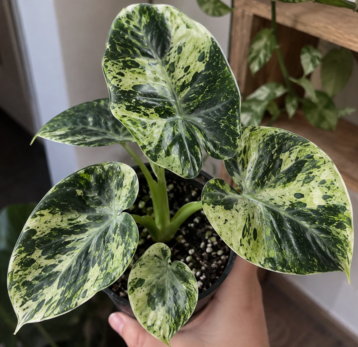 Alocasia Ninja Variegated 2 Pieces Seeds