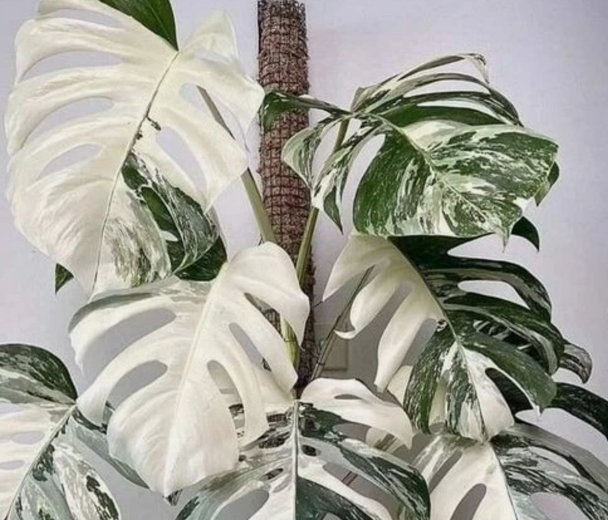 Monstera deliciosa ‘Albo Variegata 3 Pieces Seeds