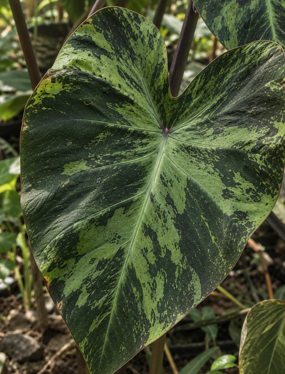Colocasia Black Marble 2 Pieces Seeds