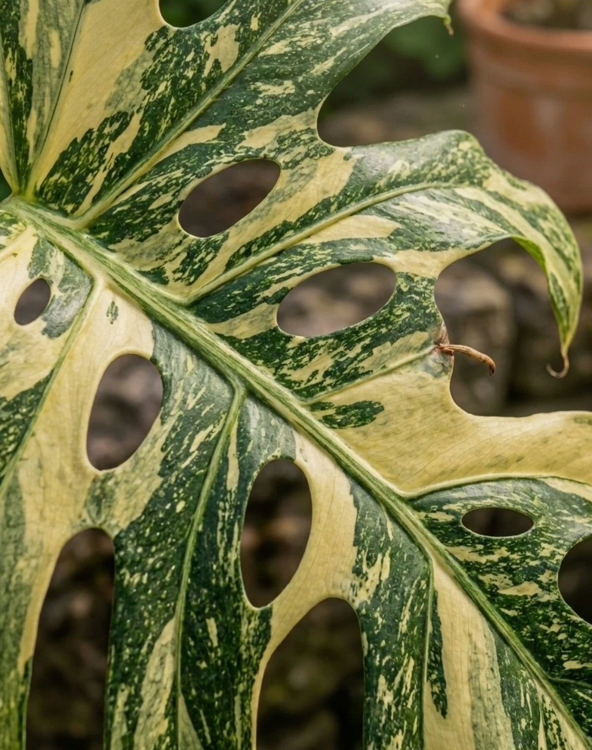 Monstera burle-marxii Variegata 3 Pieces Seeds
