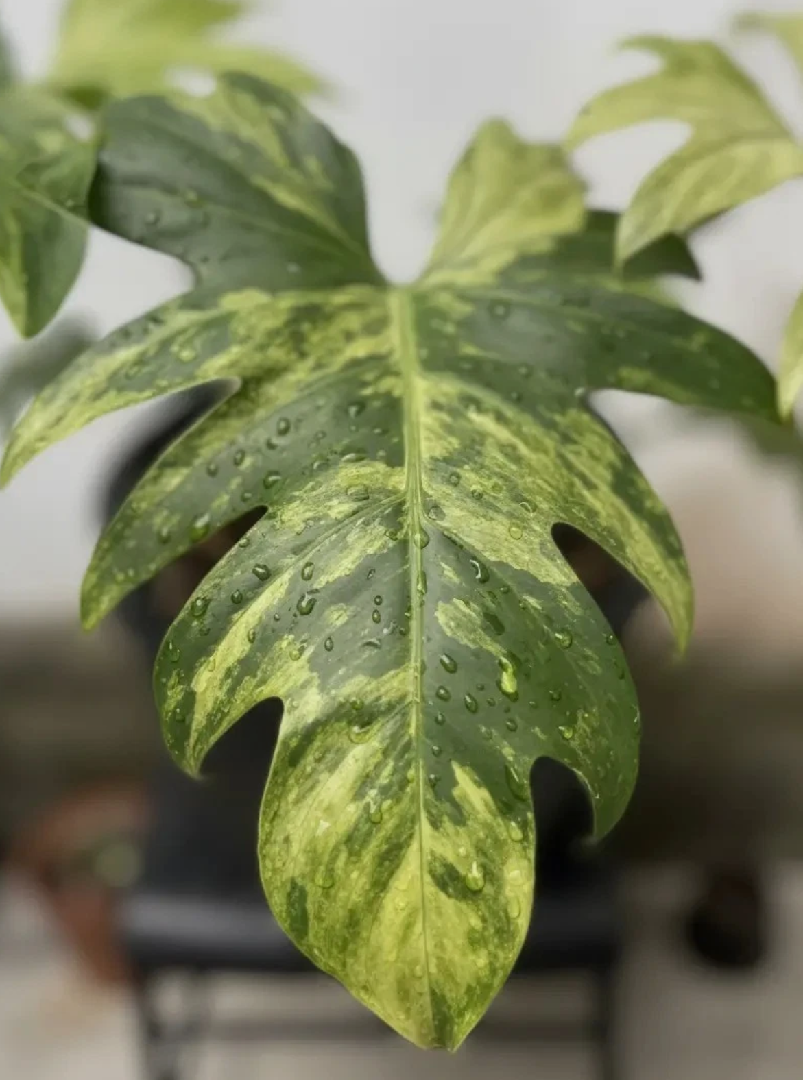 Philodendron Soellum 3 Pieces Seeds