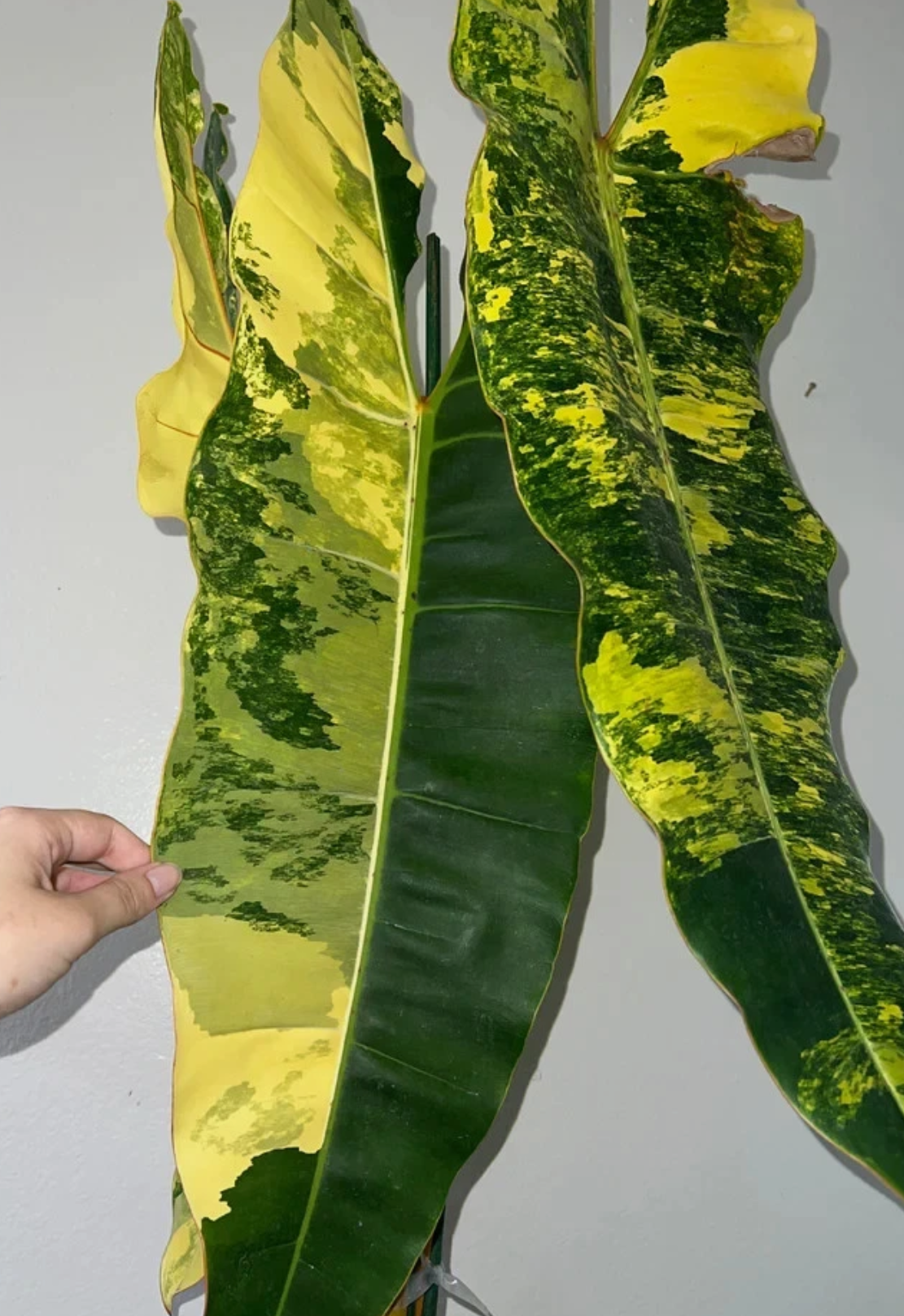 Philodendron Billietiae Variegata 4 Pieces Seeds