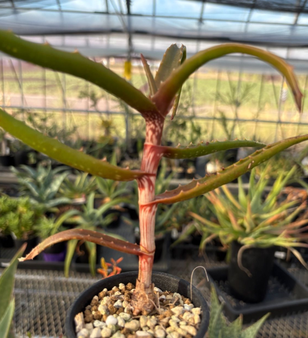 Aloe cameronii var. bondana 12 Pieces Seeds