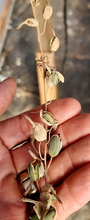 Aloe Tewoldei 15 Pieces Seeds