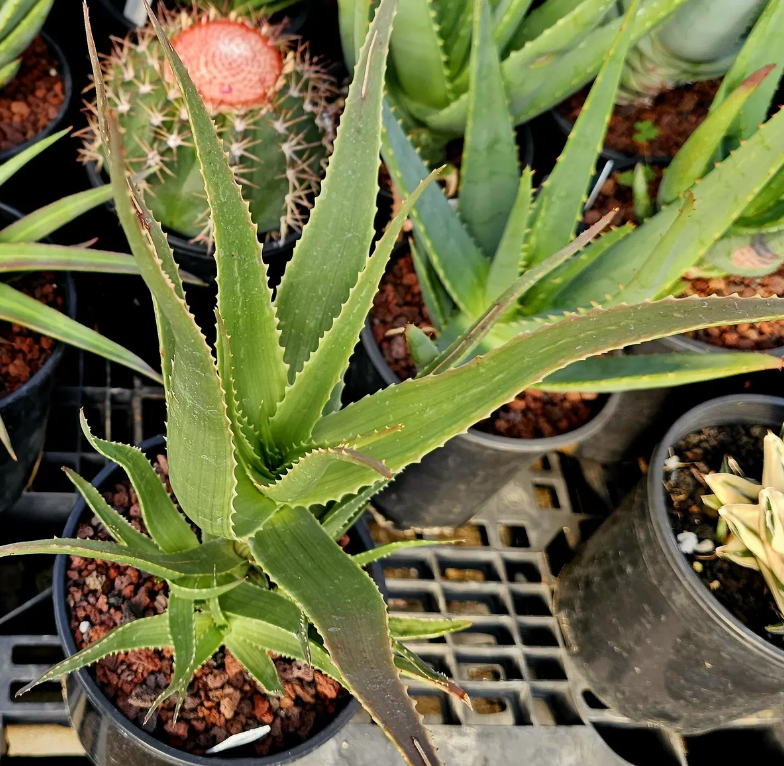 Aloe Mandotoensis 15 Pieces Seeds