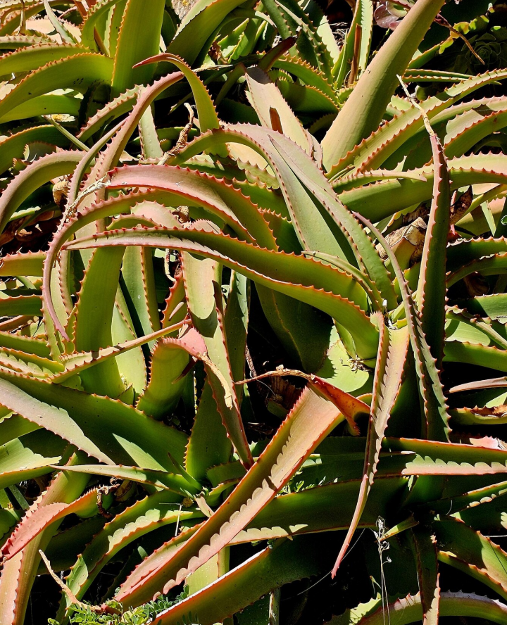 Aloe Vanbalenii yellow 12 Pieces Seeds