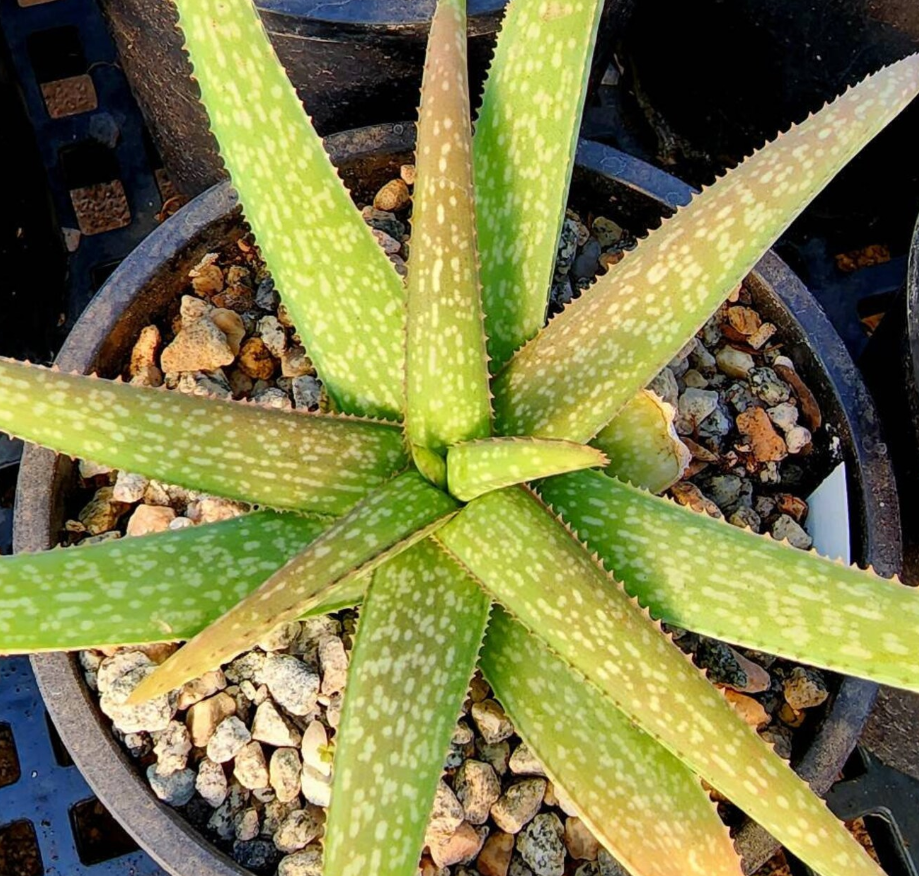 Aloe Ellenbeckii 12 Pieces Seeds