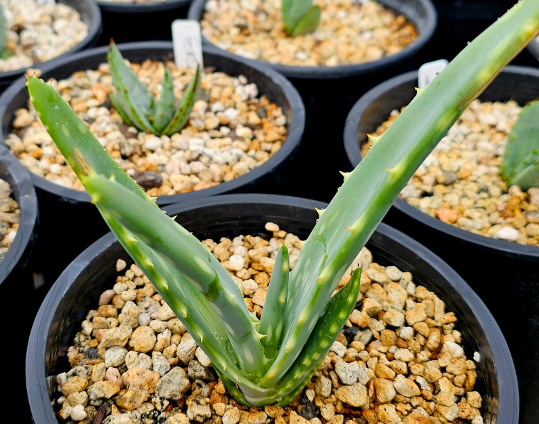 Aloe Esculenta 12 Pieces Seeds