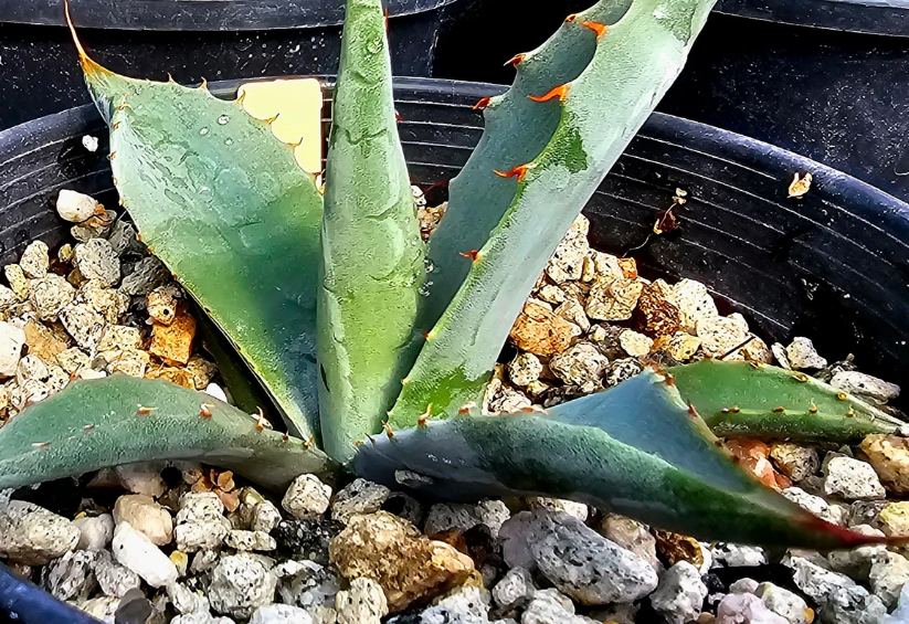 Agave Parryi huachucensis 10 Pieces Seeds