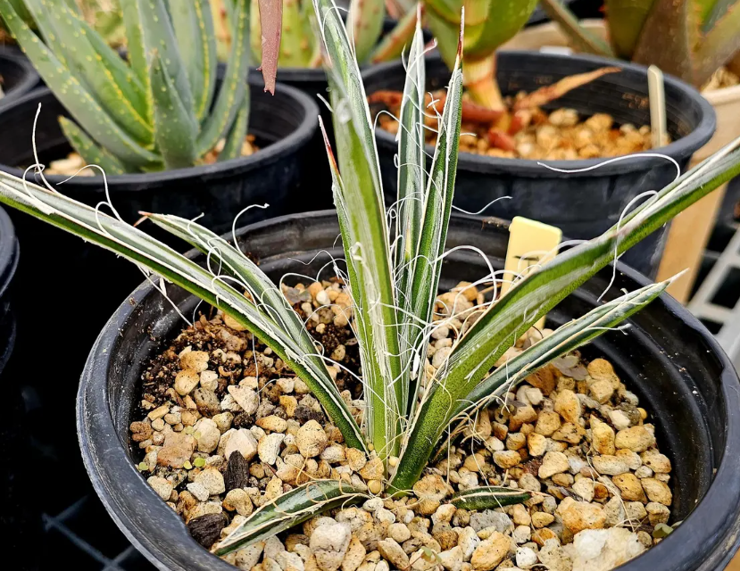 Agave Felgeri 10 Pieces Seeds