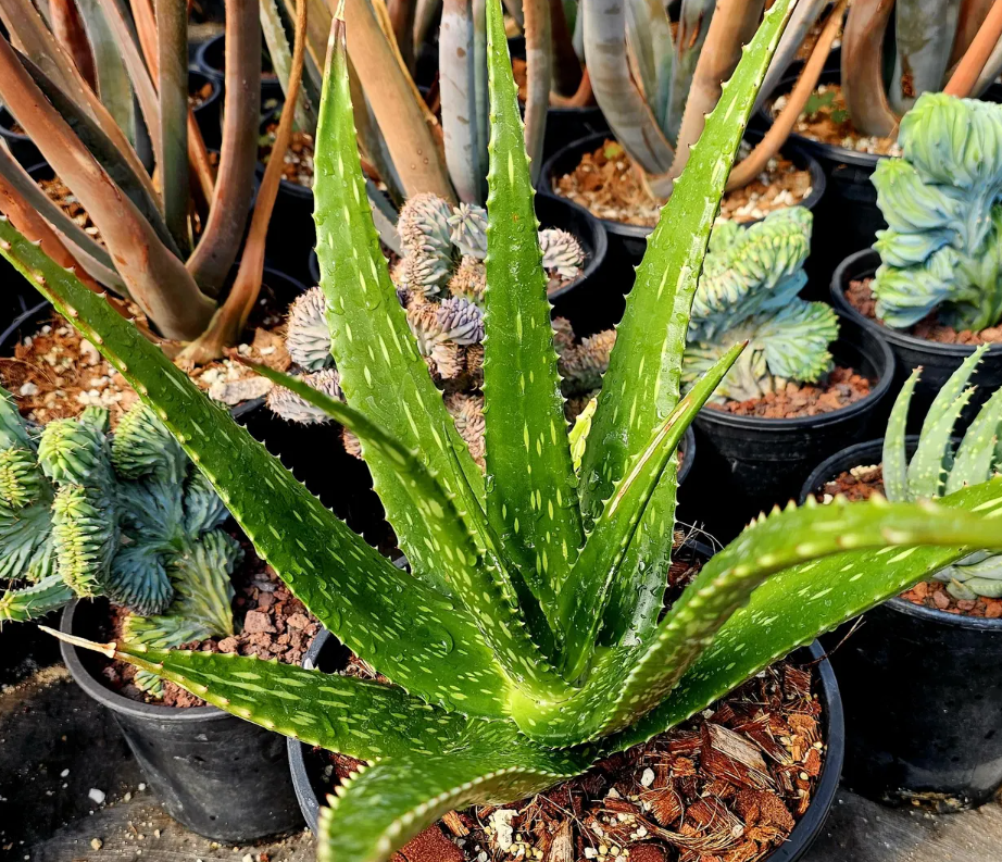 Aloe Macrosiphon 15 Pieces Seeds