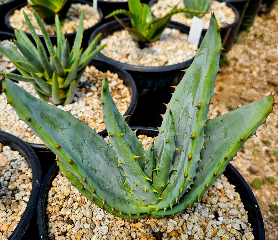 Aloe Excelsa 15 Pieces Seeds