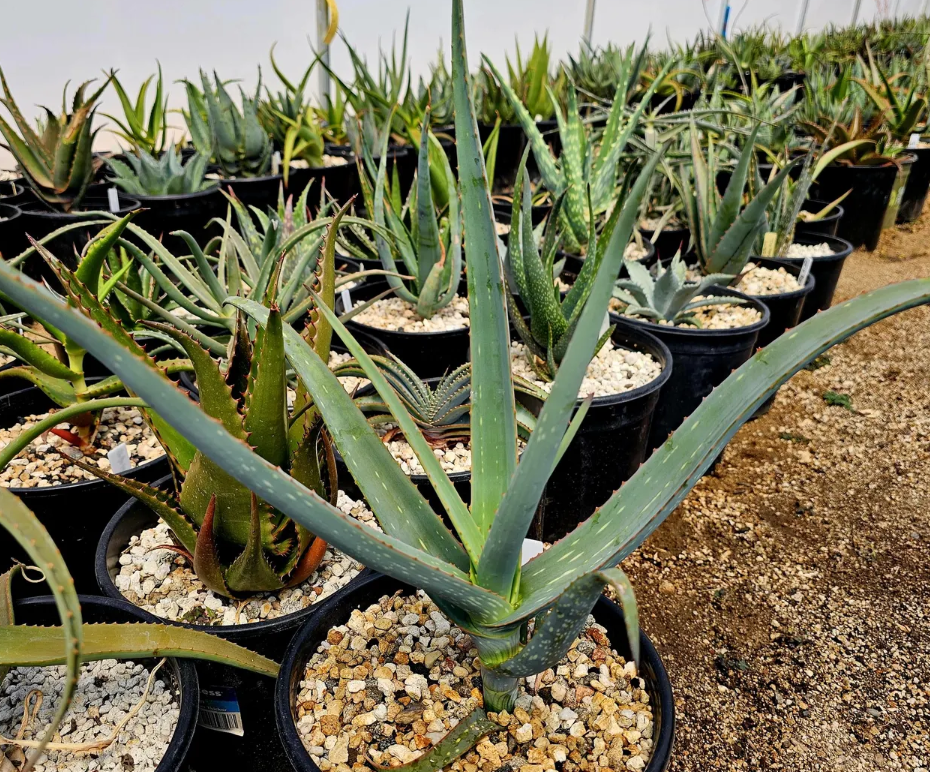 Aloe Sinana Reynolds 15 Pieces Seeds