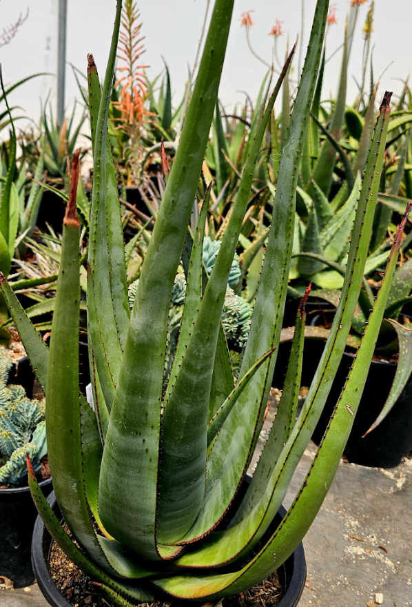 Aloe Wickensii 15 Pieces Seeds