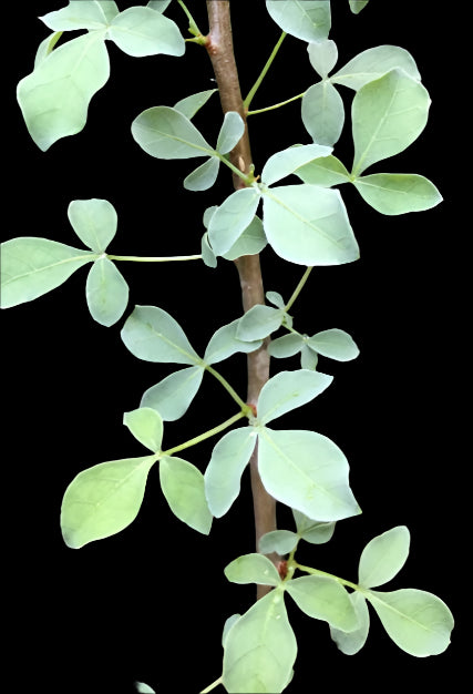 Commiphora Campestris 7 Pieces Seeds