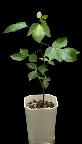 Commiphora Campestris 7 Pieces Seeds
