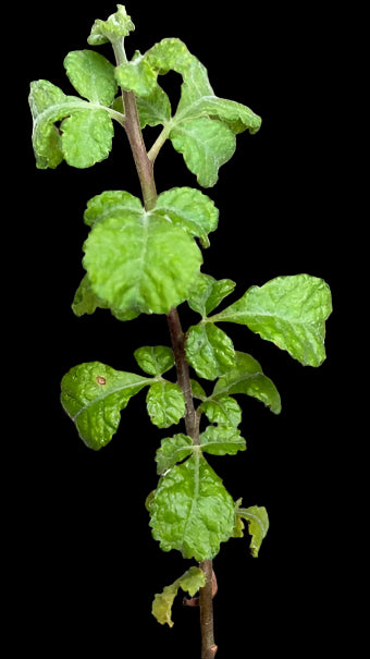 Commiphora Confusa 5 Pieces Seeds