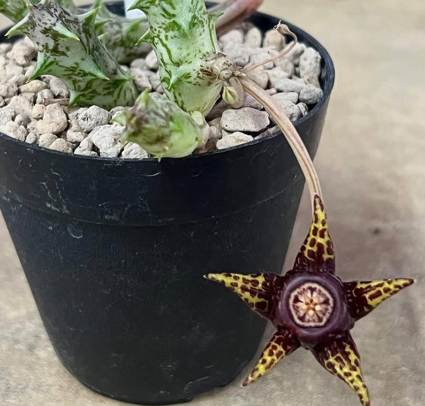 Huernia somalensis 5 Pieces Seeds