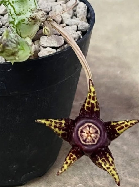 Huernia somalensis 5 Pieces Seeds