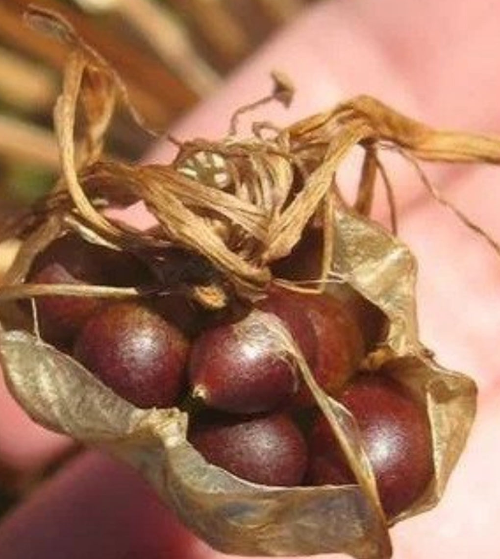 Brunsvigia bosmaniae 4 Pieces Seeds