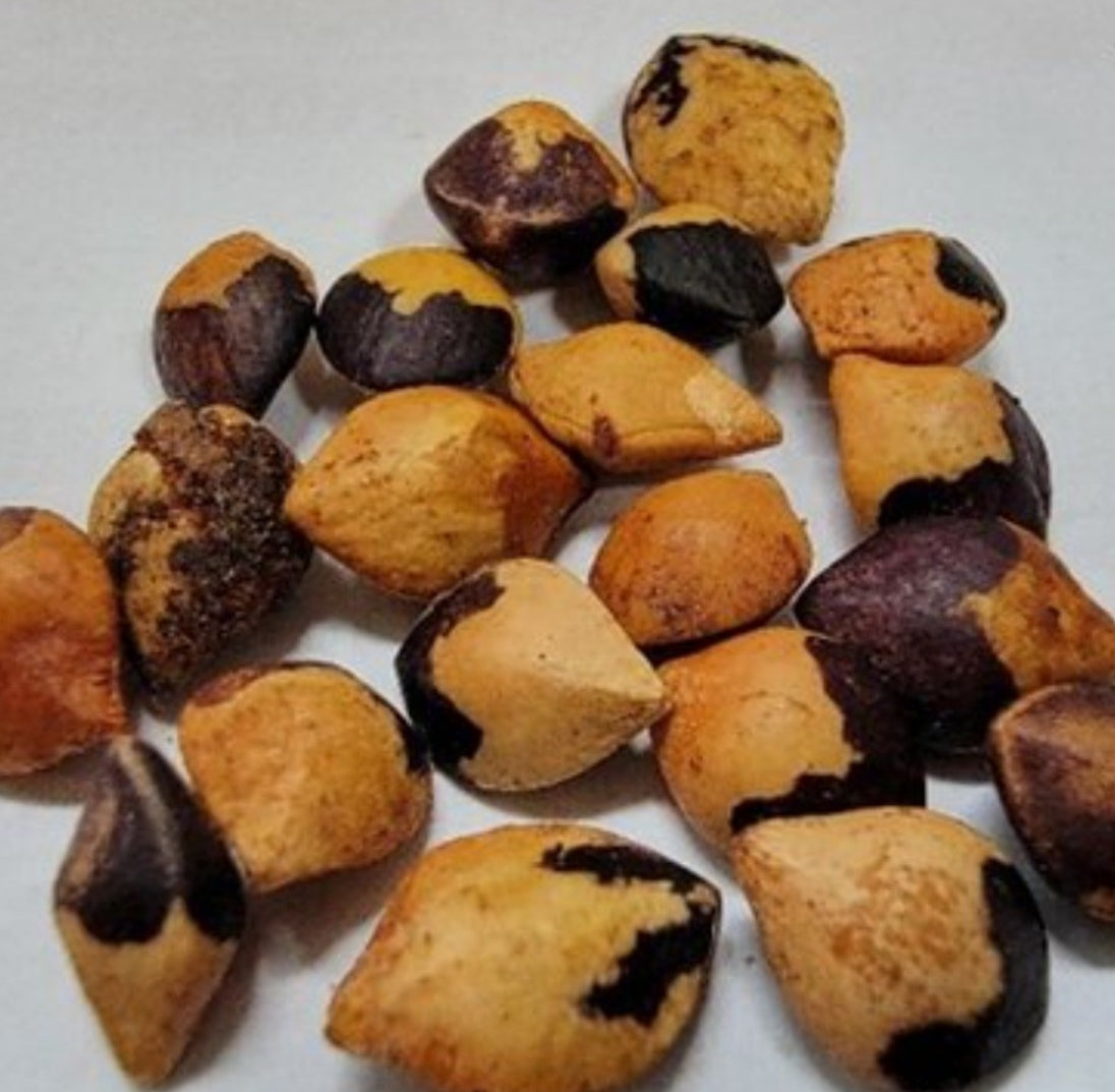 Commiphora mafaidoha 4 Pieces Seeds