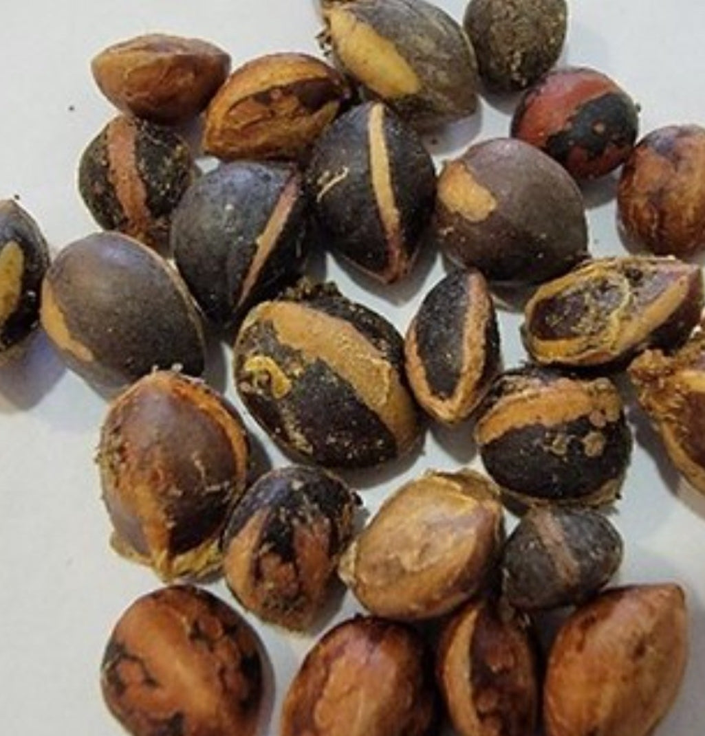 Commiphora mildbraedii 6 Pieces Seeds