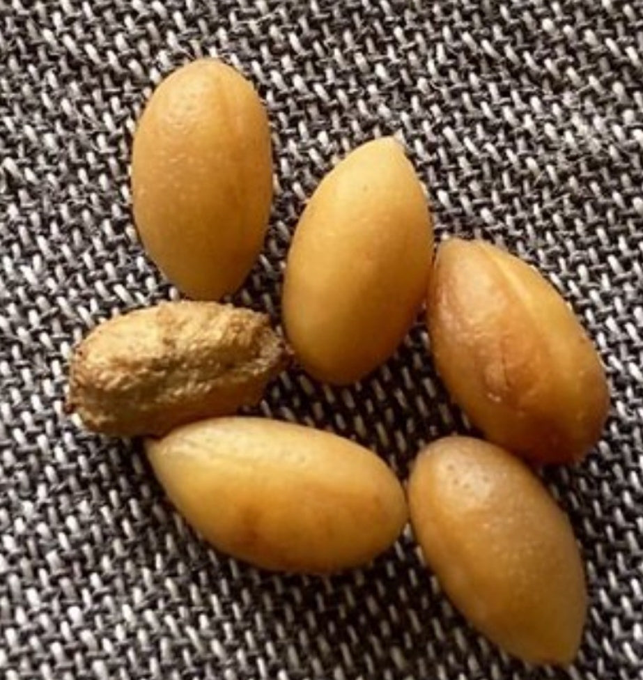 Cyphostemma betiforme 4 Pieces Seeds