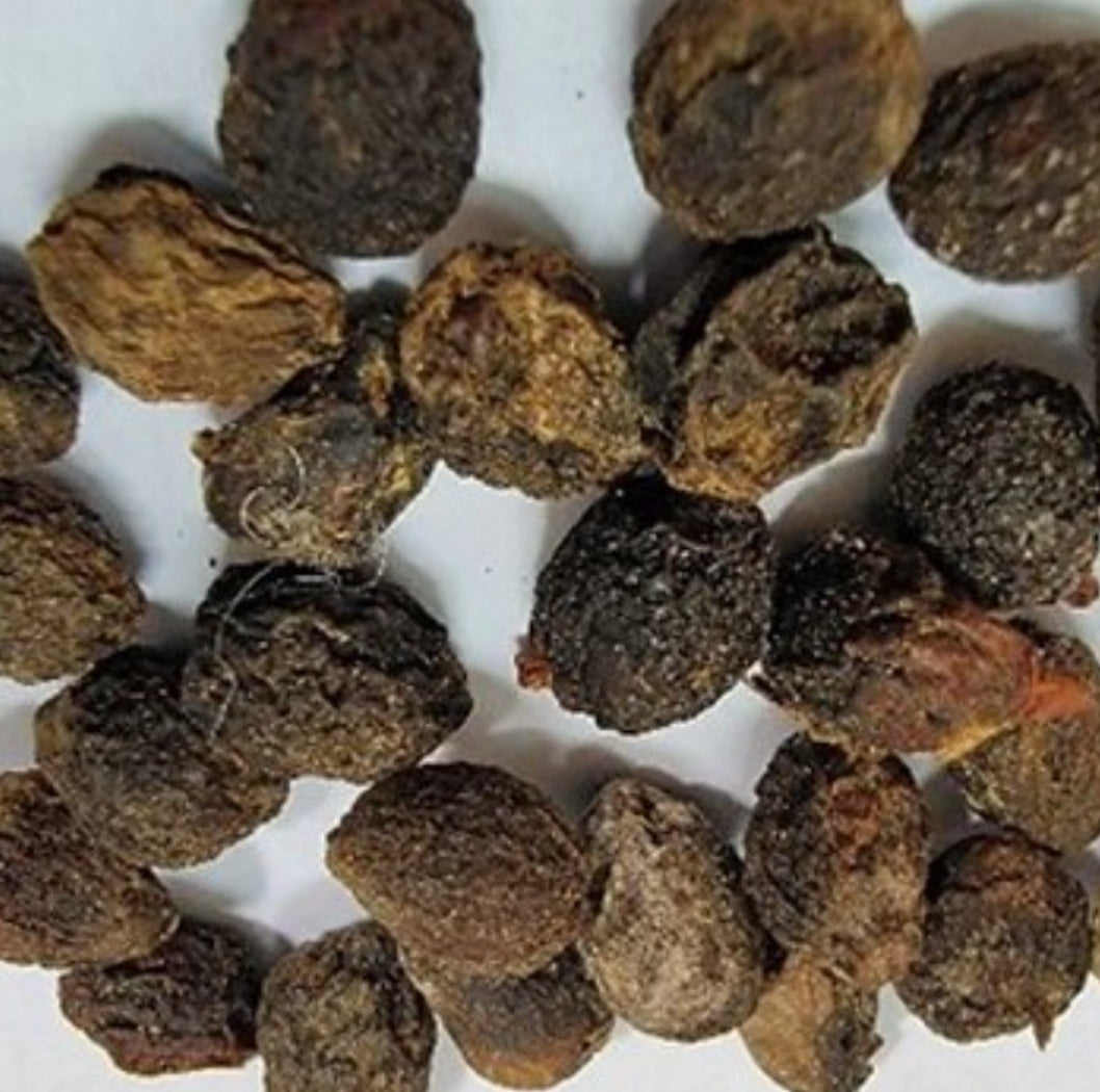 Cyphostemma mappia 6 Pieces Seeds