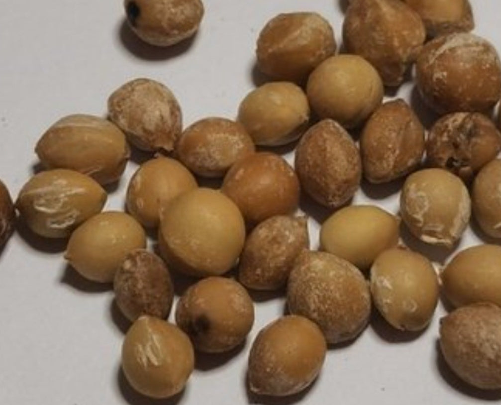 Bursera linanoe 5 Pieces Seeds