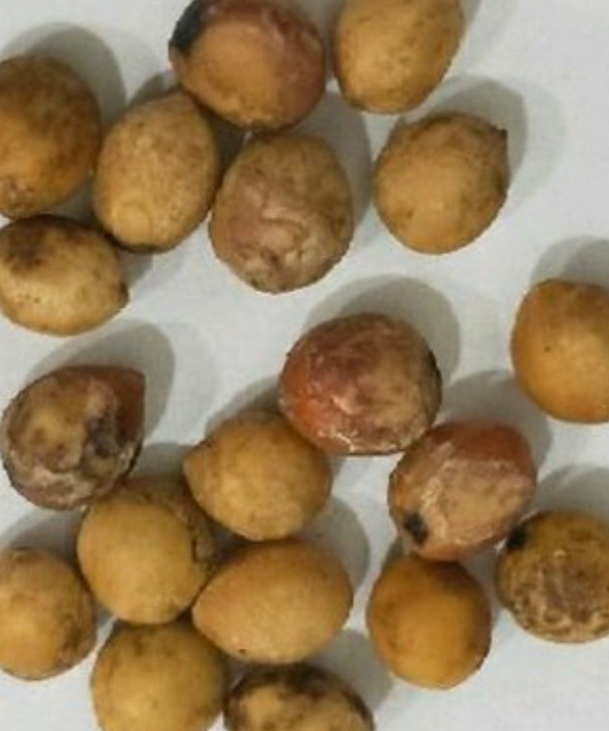Bursera copallifera 5 Pieces Seeds