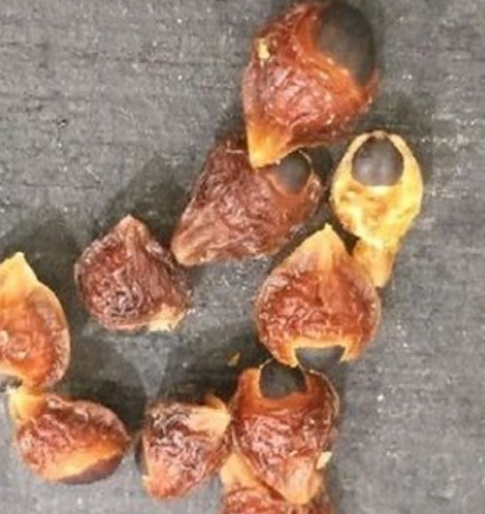 Bursera biflora 6 Pieces Seeds