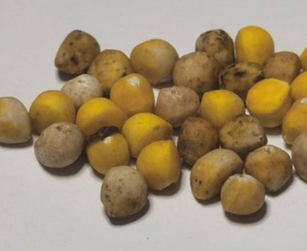 Bursera arida 5 Pieces Seeds