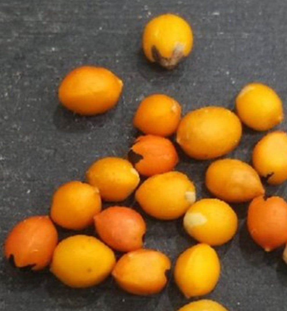 Bursera cuneata 4 Pieces Seeds