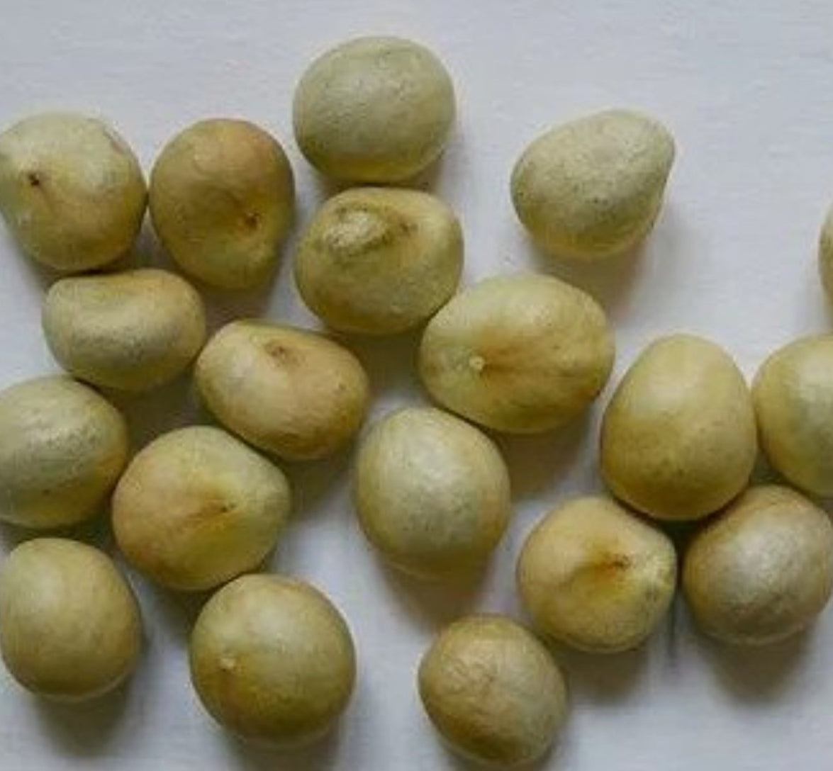 Boophone disticha 5 Pieces Seeds