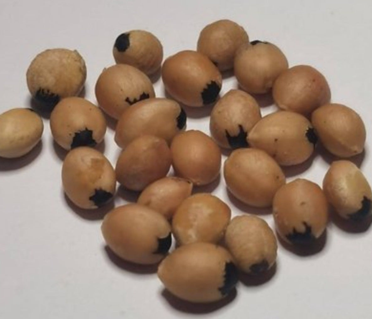 Bursera heliae 4 Pieces Seeds