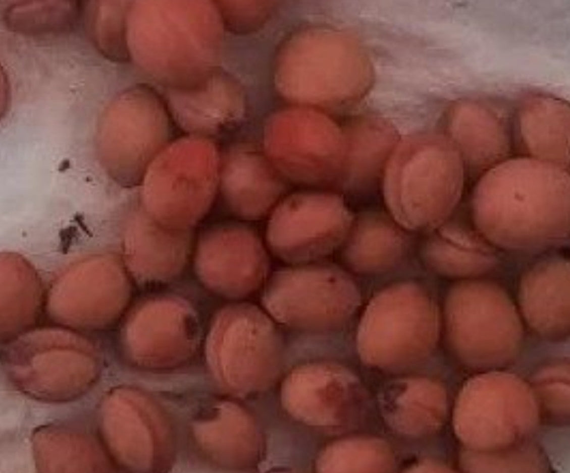 Bursera submoniliformis 4 Pieces Seeds