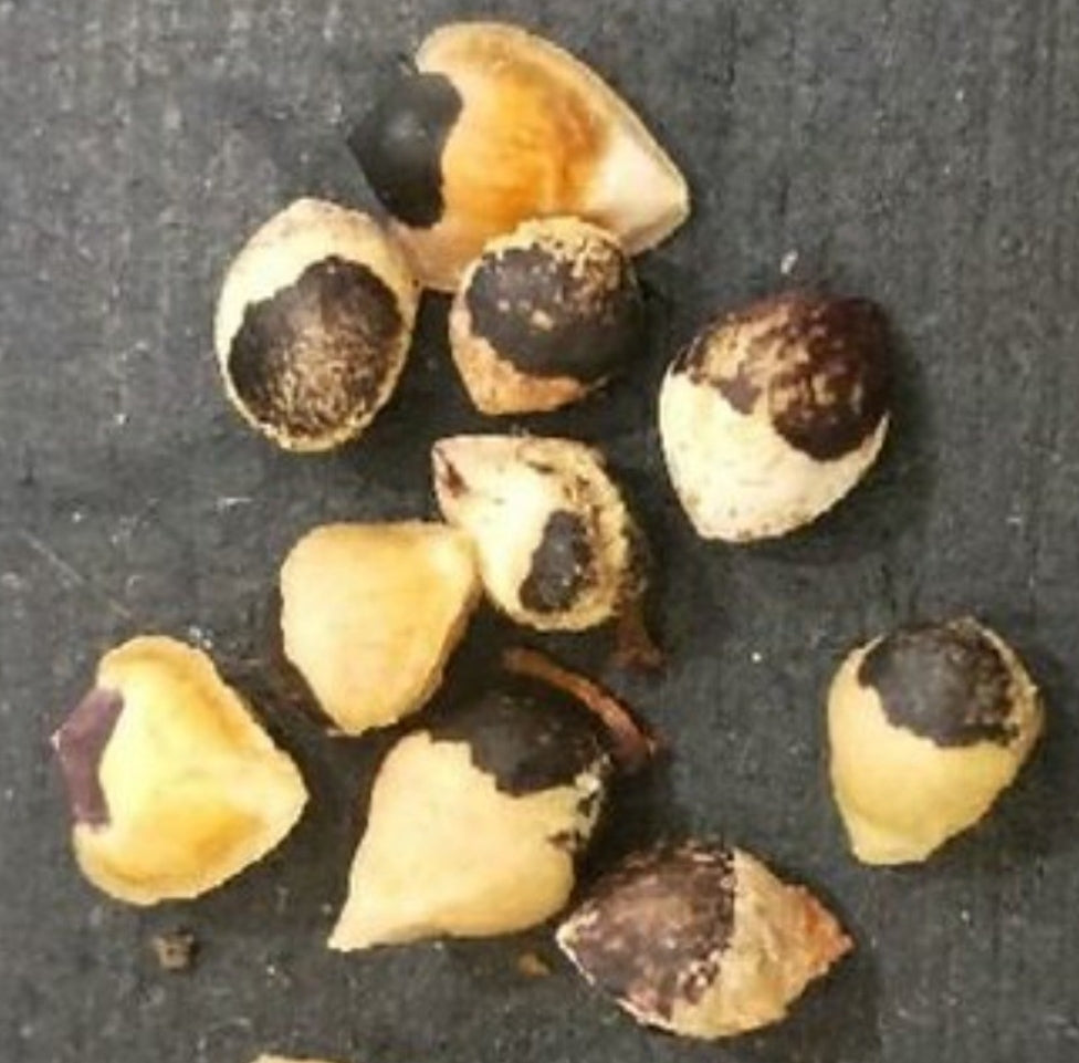 Bursera filicifolia 4 Pieces Seeds