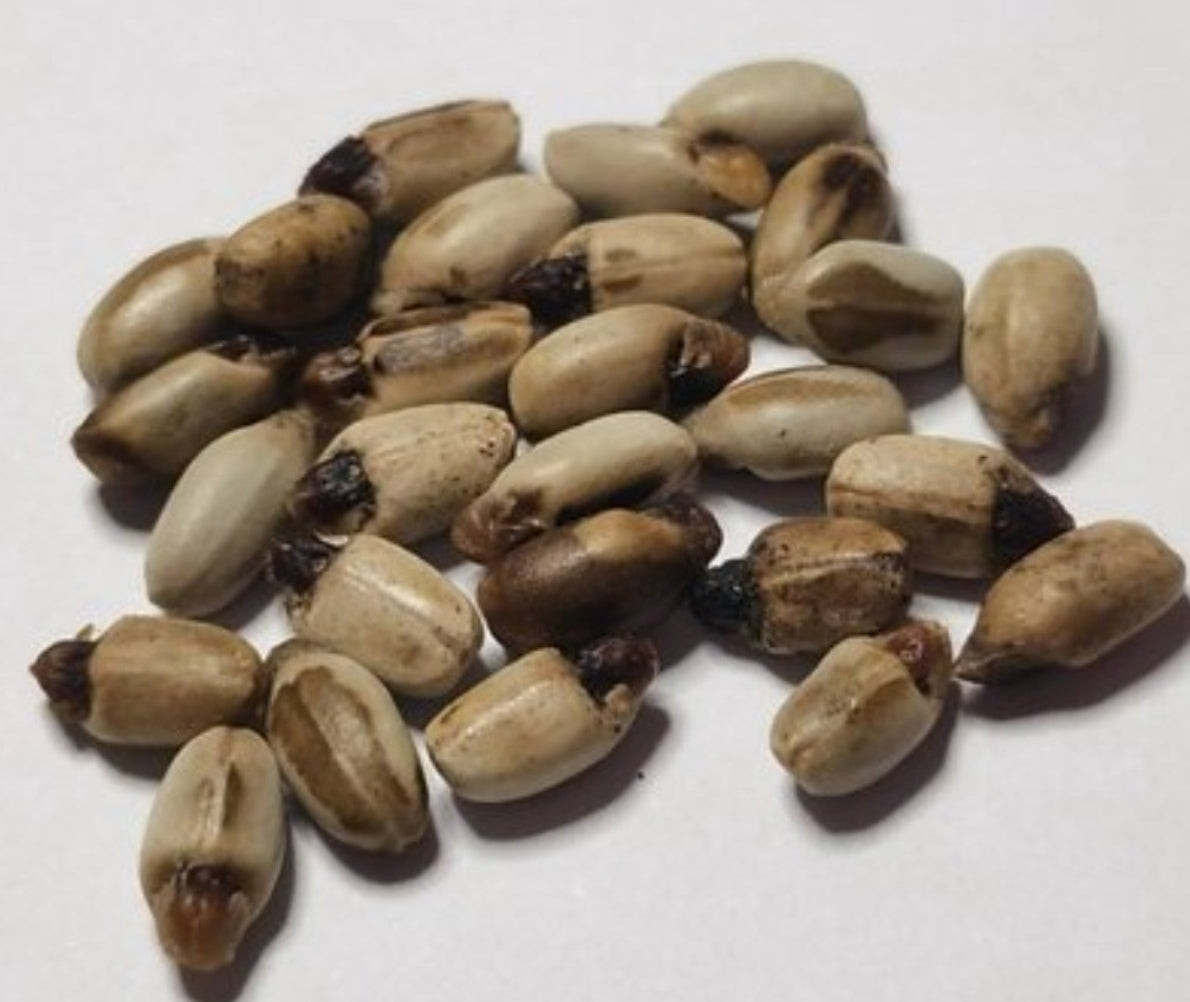 Jatropha paradoxa 5 Pieces Seeds