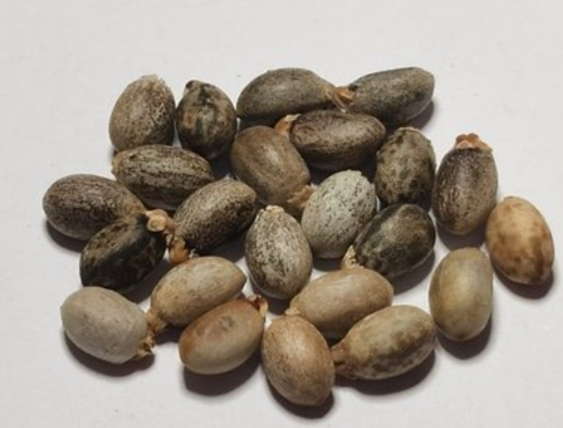 Jatropha conzatti 6 Pieces Seeds