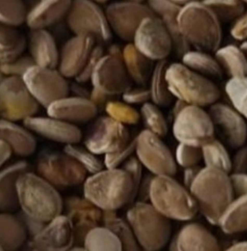 Dendrosicyos socotrana 10 Pieces Seeds