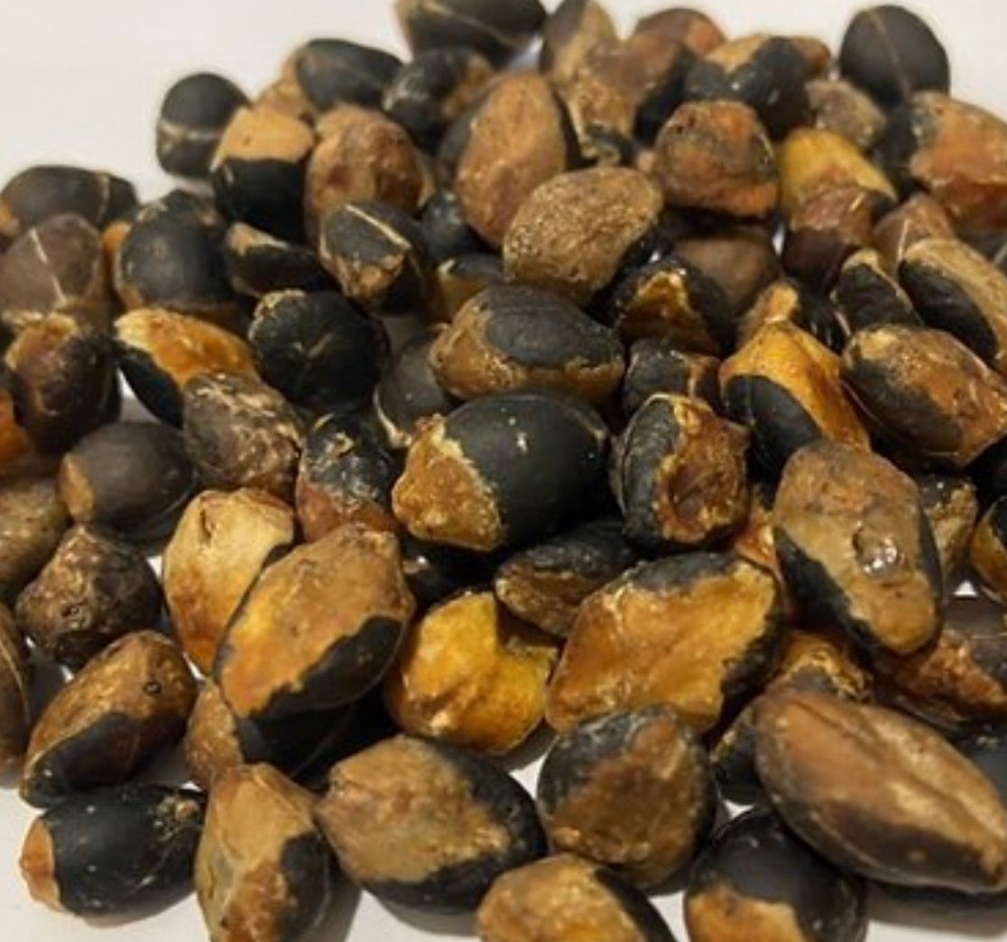 Commiphora unilobata 6 Pieces Seeds