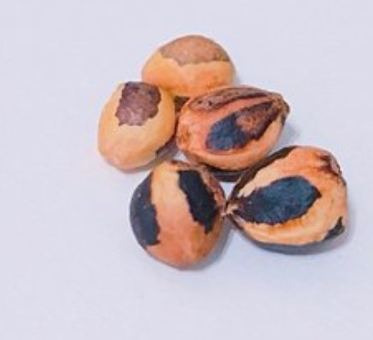 Commiphora multijuga 4 Pieces Seeds