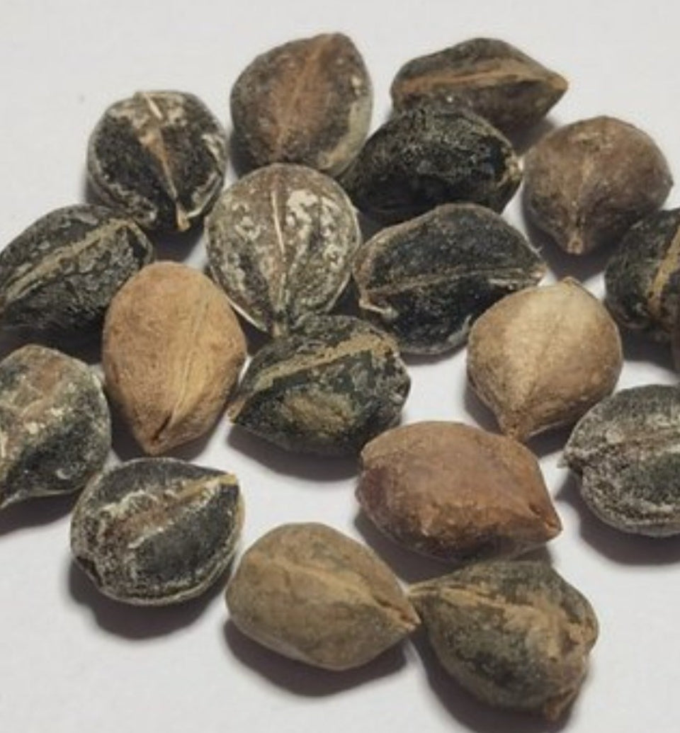 Commiphora wightii 6 Pieces Seeds